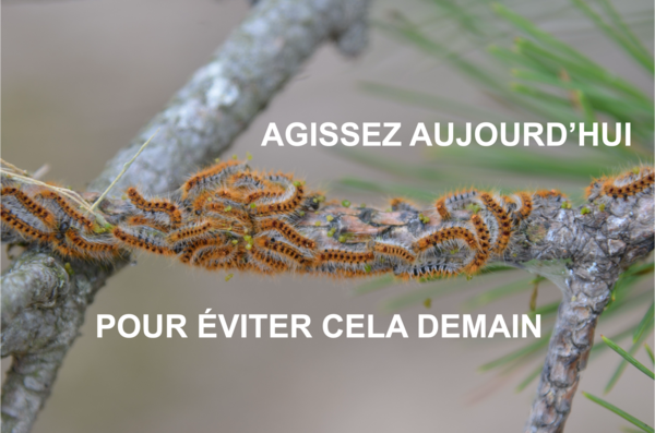 Processionnaires c'est le moment d'agir